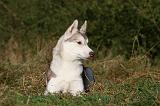 SIBERIAN HUSKY 795
